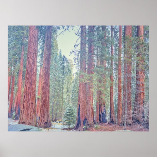 Sequoia nationalparks landskap poster (Framsidan)