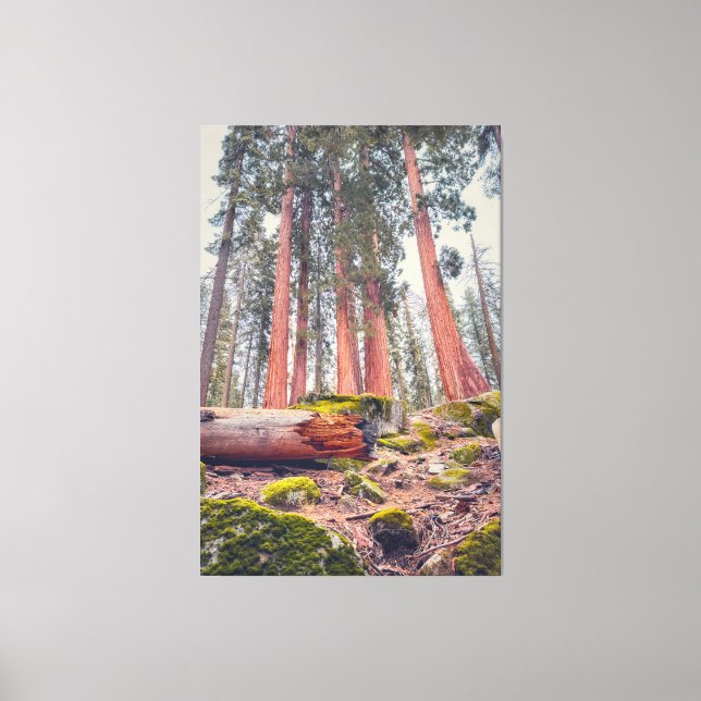 Sequoia nationalparks skogslandskap canvastryck (Framsida)