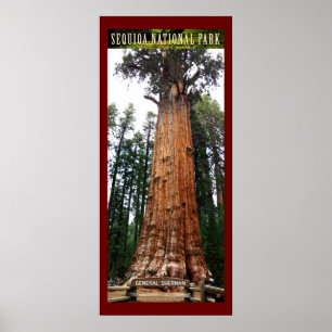 SEQUOIA NAT'L PARK-California-General Sherman- Poster