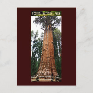 SEQUOIA NAT'L PARK-California-general Sherman Vykort