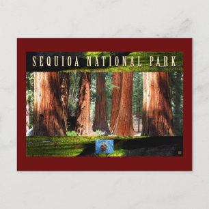 SEQUOIA NAT'L PARK-Kalifornien-Giants Vykort
