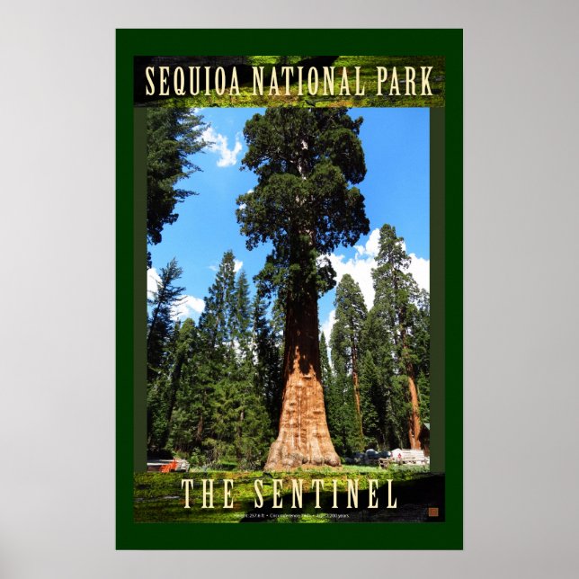 SEQUOIA NAT'L PARK-Kalifornien-Sentinel- Poster (Framsidan)
