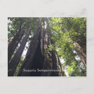 Sequoia Sempervirens vykort