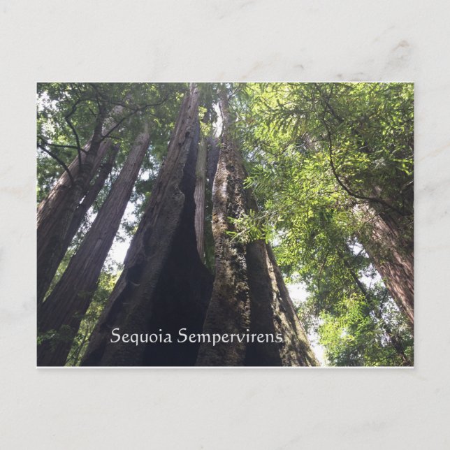 Sequoia Sempervirens vykort (Framsida)