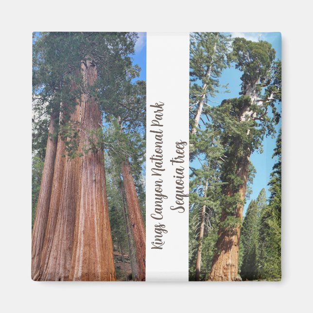 sequoia Träd Magnet (Framsidan)