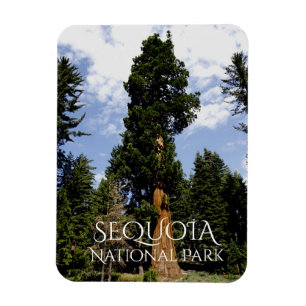 Sequoia Träd mot Blå himmel, Sequoia NP Magnet