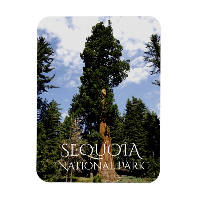 Sequoia Träd mot Blå himmel, Sequoia NP Magnet (Vertikal)