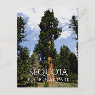 Sequoia Träd mot Blå himmel, Sequoia NP Vykort