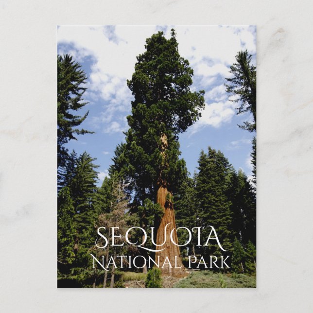 Sequoia Träd mot Blå himmel, Sequoia NP Vykort (Framsida)