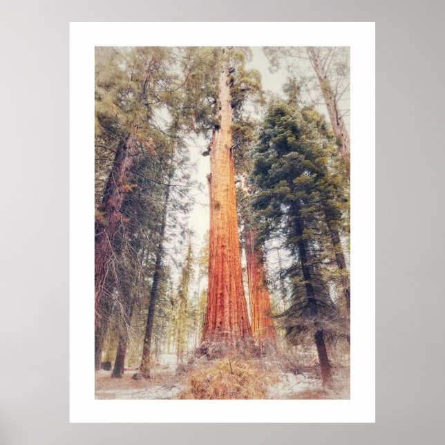 Sequoia Träd Poster (Framsidan)