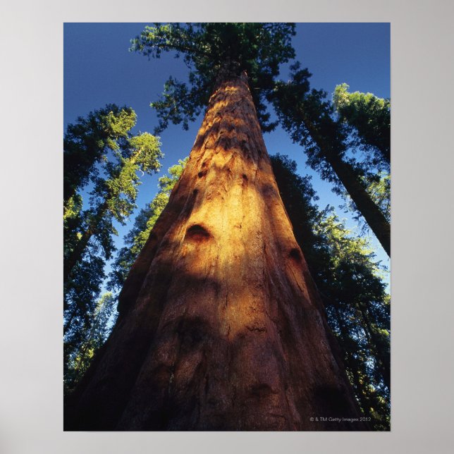Sequoia träd poster (Framsidan)