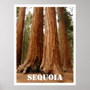 Sequoia Träd, Sequoia National Park, Kalifornien Poster