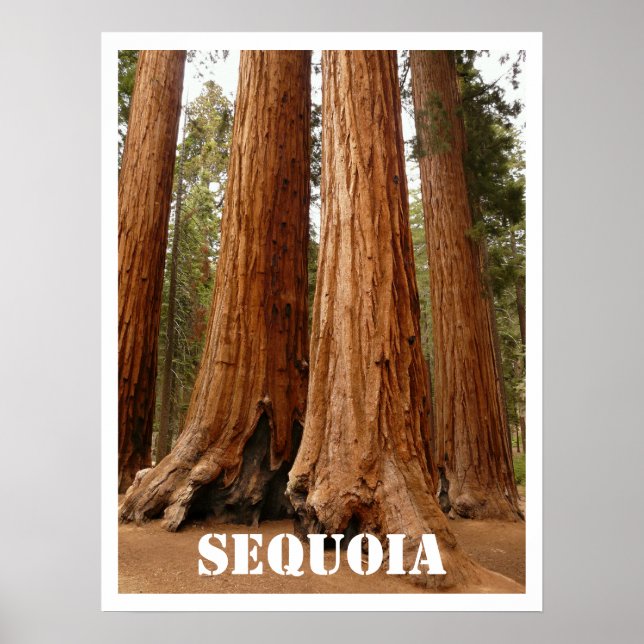 Sequoia Träd, Sequoia National Park, Kalifornien Poster (Framsidan)