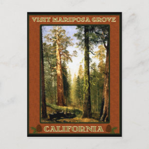 Sequoia Träd vid Mariposa Grove Vykort