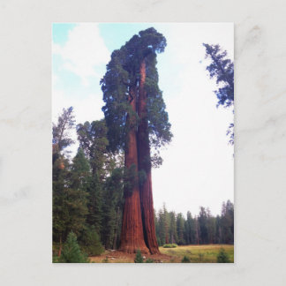 Sequoia Vykort