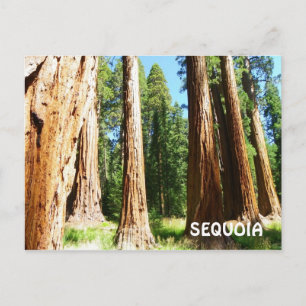 Sequoia-vykort! Vykort
