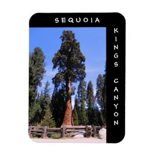 Sequoiaen görar till kung kanjonmagneten magnet