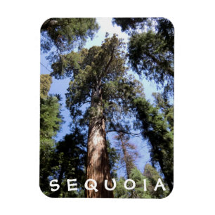 Sequoiaen görar till kung kanjonmagneten magnet