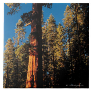 Sequoianationalpark, Kalifornien 2 Kakelplatta