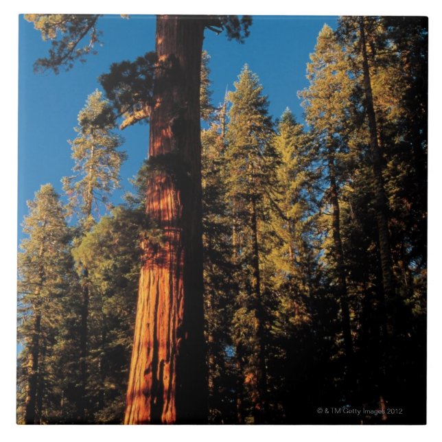 Sequoianationalpark, Kalifornien 2 Kakelplatta (Framsidan)