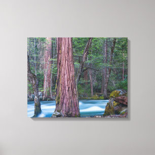 Sequoias & Merced River Yosemite National Park, CA Canvastryck