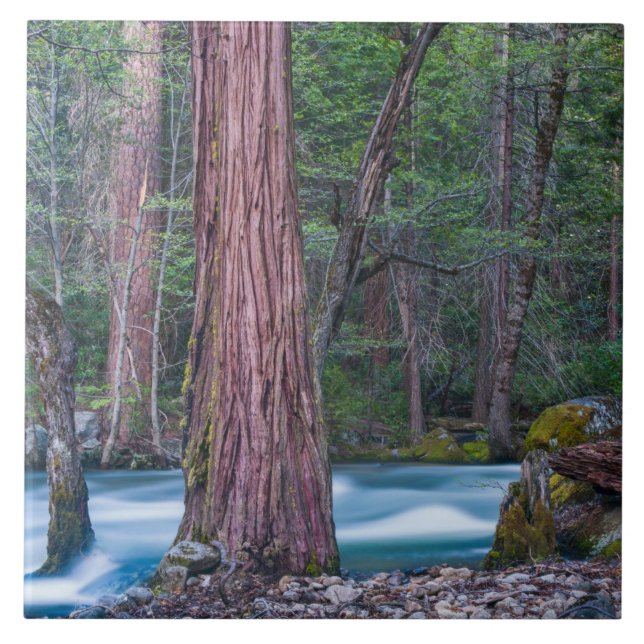 Sequoias & Merced River Yosemite National Park, CA Kakelplatta (Framsidan)
