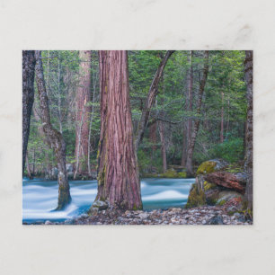 Sequoias & Merced River Yosemite National Park, CA Vykort
