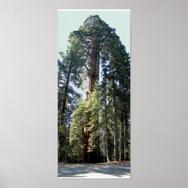 Sequoias nationalpark Träd Poster (Framsidan)