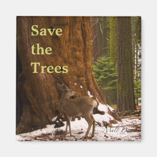 Sequoias Spara Träd Magnet