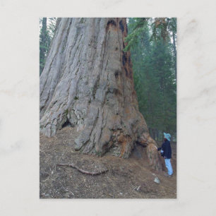 Sequoias Träd Giants Vykort