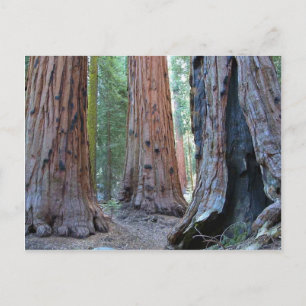 Sequoias Träd-skogar Vykort