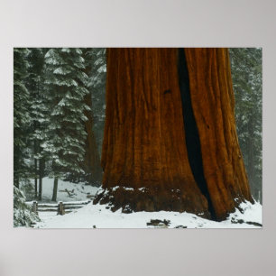 Sequoiaträdaffisch Poster
