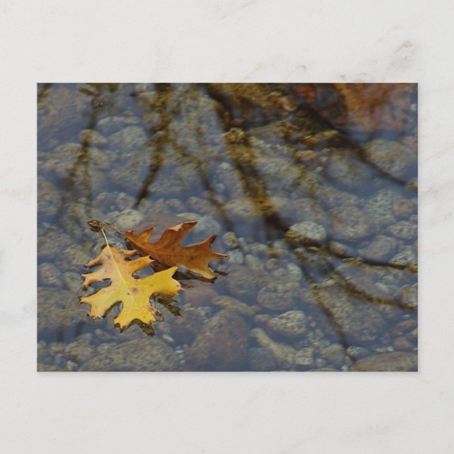 Sequuia Vykort (Framsida)