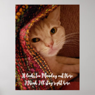 Ser för måndag ut, sött kattunge under filt poster