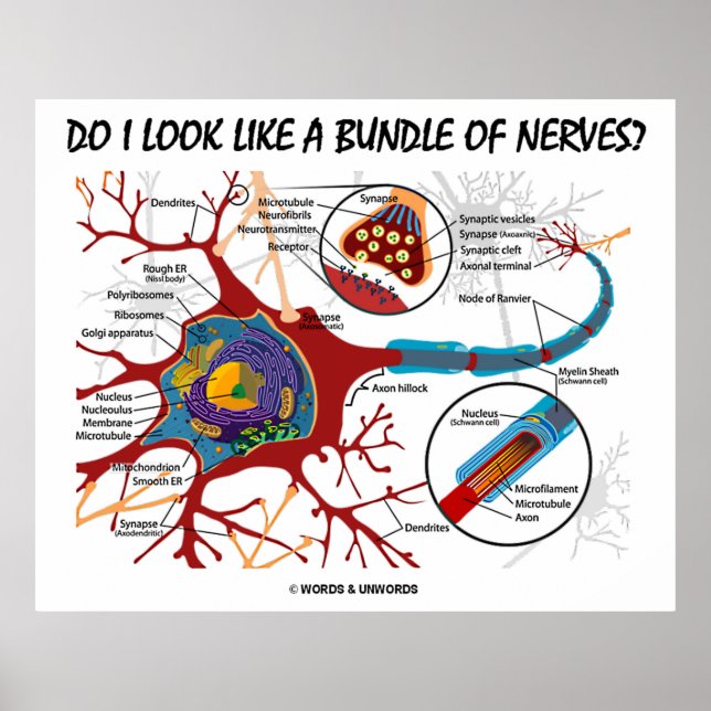 Ser jag ut som en massa nerver? Neuron Synapse Poster (Framsidan)