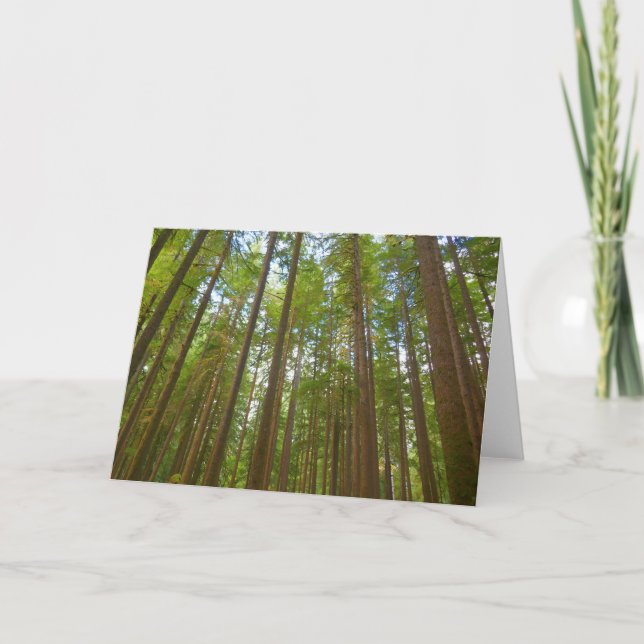 Ser upp mot gammal skog kort (Framsida)