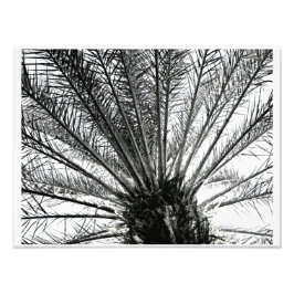Ser uppåt // Florida Palm svart och vitt Fototryck