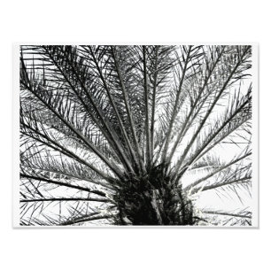 Ser uppåt // Florida Palm svart och vitt Fototryck