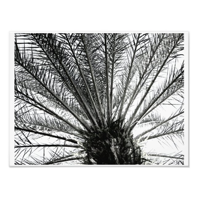 Ser uppåt // Florida Palm svart och vitt Fototryck (Framsidan)