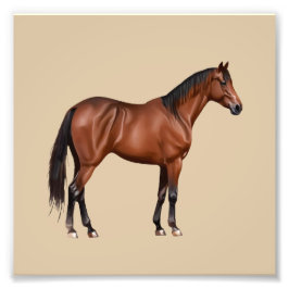 Serafina - braunes Pferd, stehend -  Fototryck