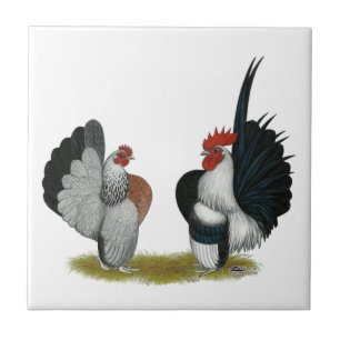 Serama Bantams Kakelplatta