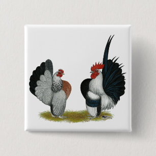Serama Bantams Knapp
