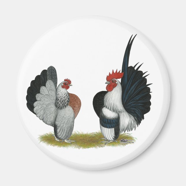 Serama Bantams Magnet (Framsidan)