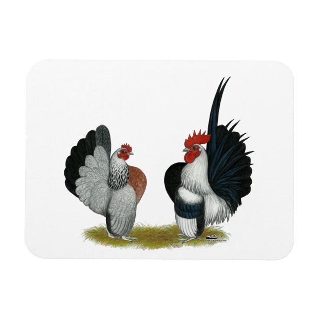 Serama Bantams Magnet (Horisontell)