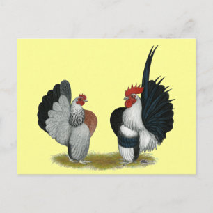 Serama Bantams Vykort
