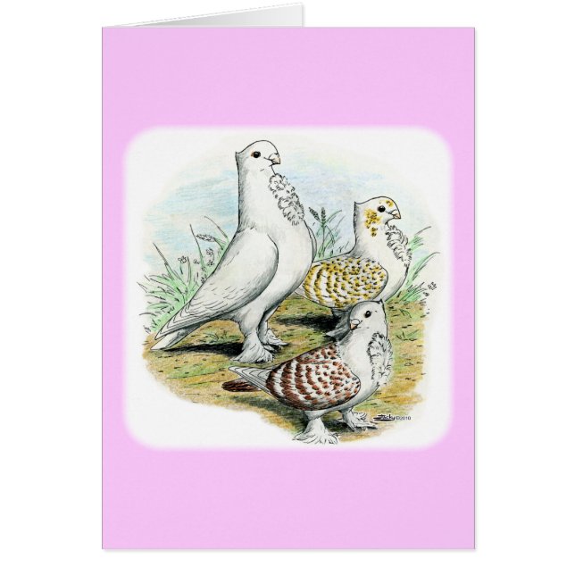 Seraphim Pigeons OBS Kort (Framsidan)