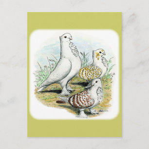 Seraphim Pigeons Vykort