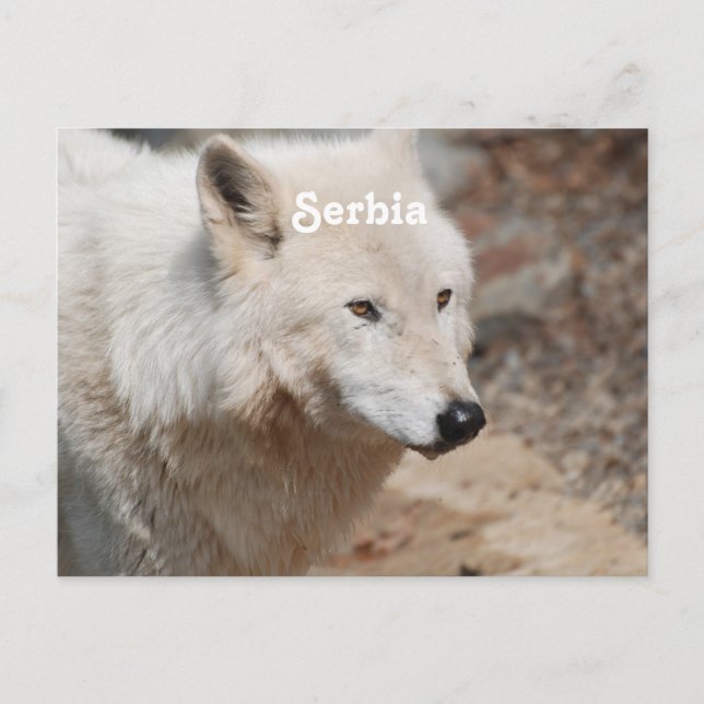 Serbiska Vargen Vykort (Framsida)