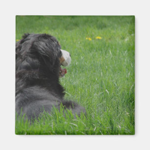 Serena Bernese Mountain Hund Enjoys Sunshine Magnet