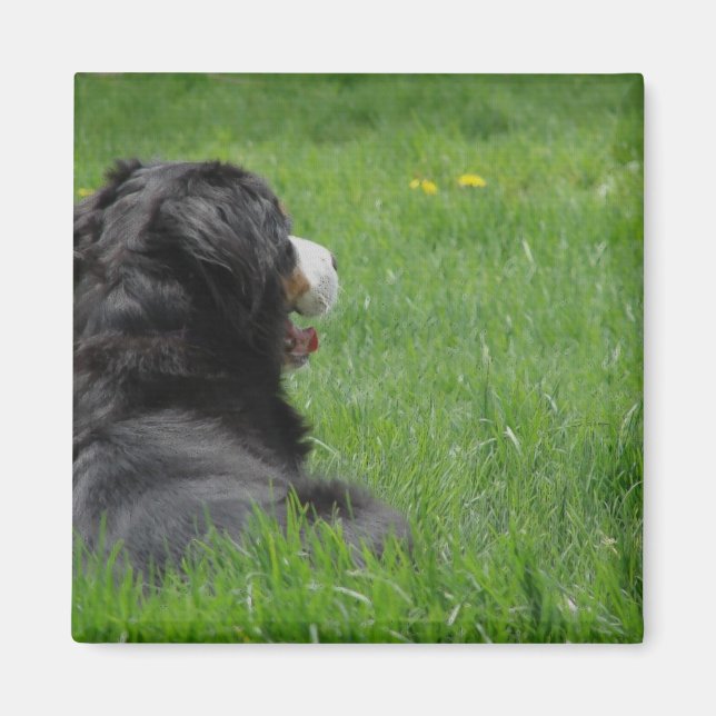 Serena Bernese Mountain Hund Enjoys Sunshine Magnet (Framsidan)